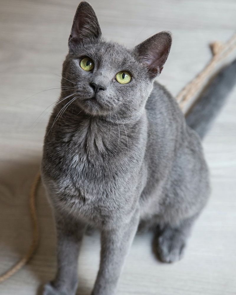 Velvet for a Chartreux
