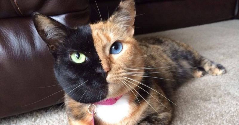 Venus the Two Face Cat (@venustwofacecat)