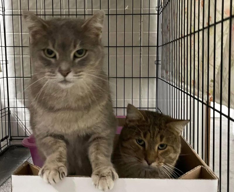 Visit Shelters and Spend Time with Cats