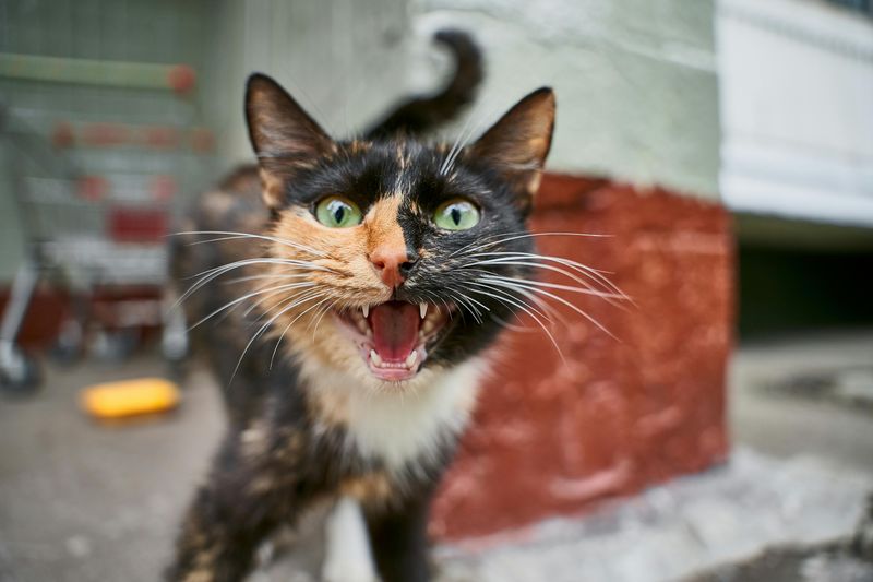 Vocal Adaptability to Human Response