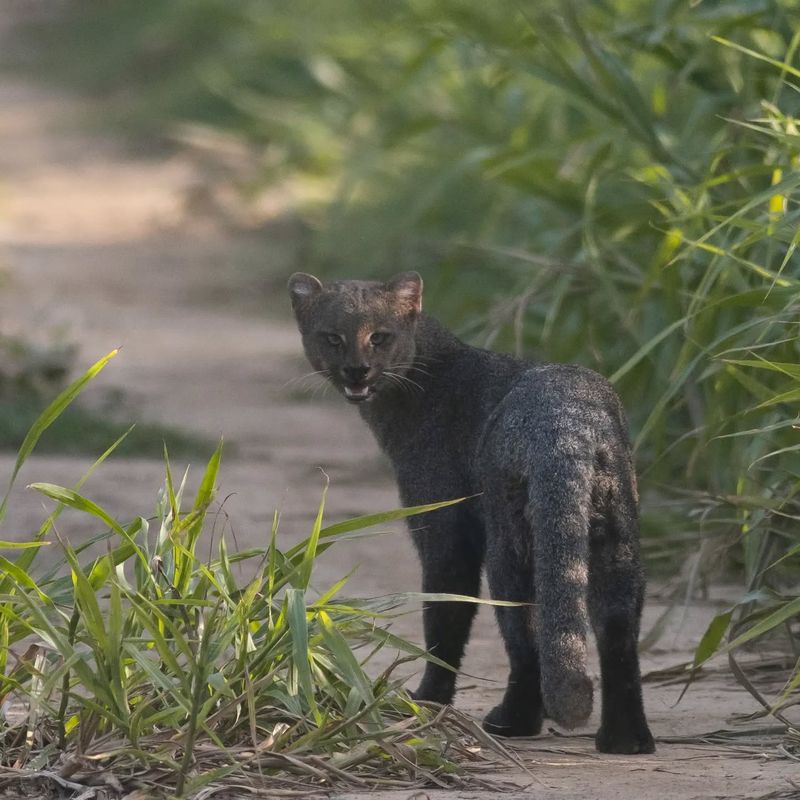 Vocal Repertoire That Rivals Domestic Cats
