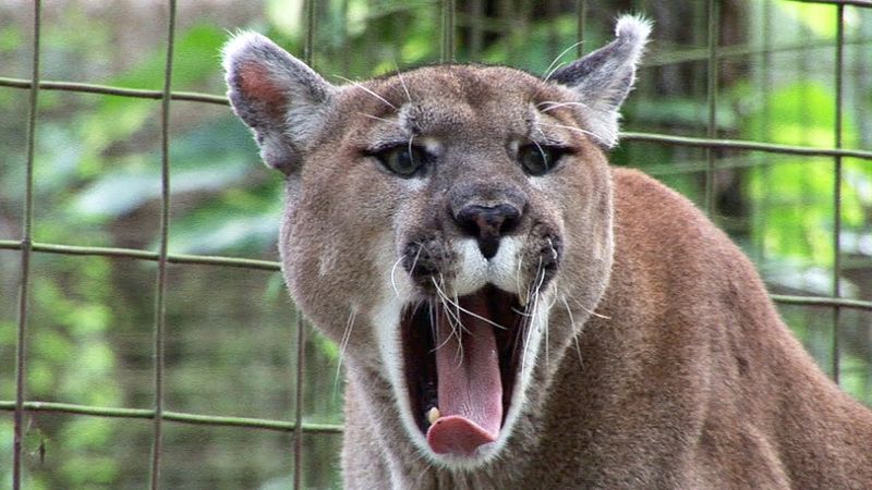 Vocalizations