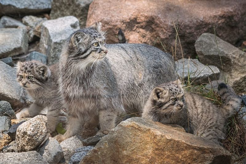 Vulnerable Conservation Status