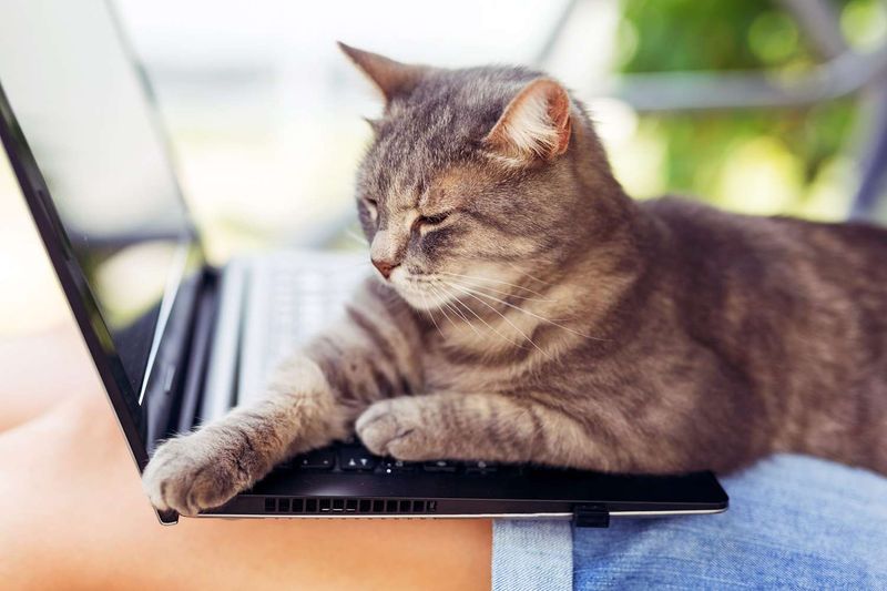 Walking Across Your Keyboard Mid-Work