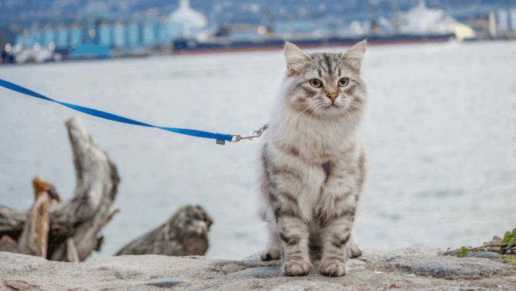 Want to Leash Train Your Cat? These 8 Breeds Make It Surprisingly Easy