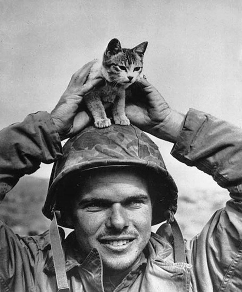 War Cats: Feline Veterans Who Served in the Trenches