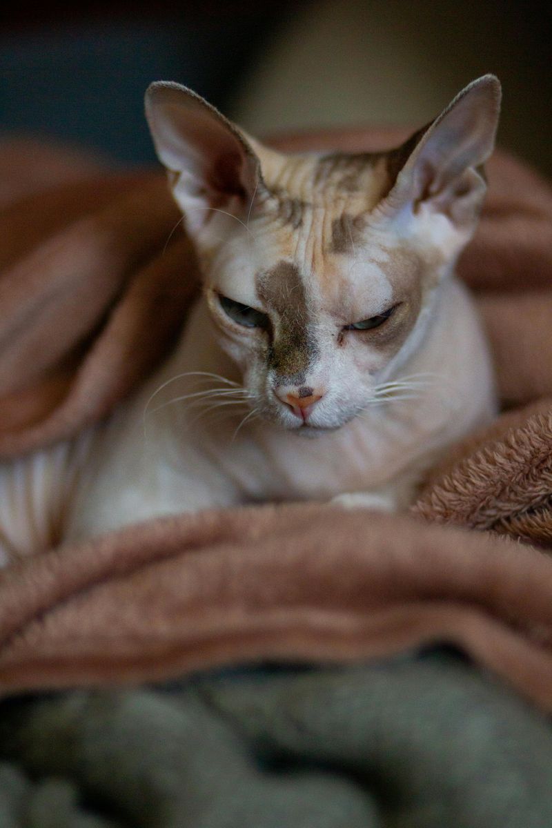 Warmth & Soft Blankets