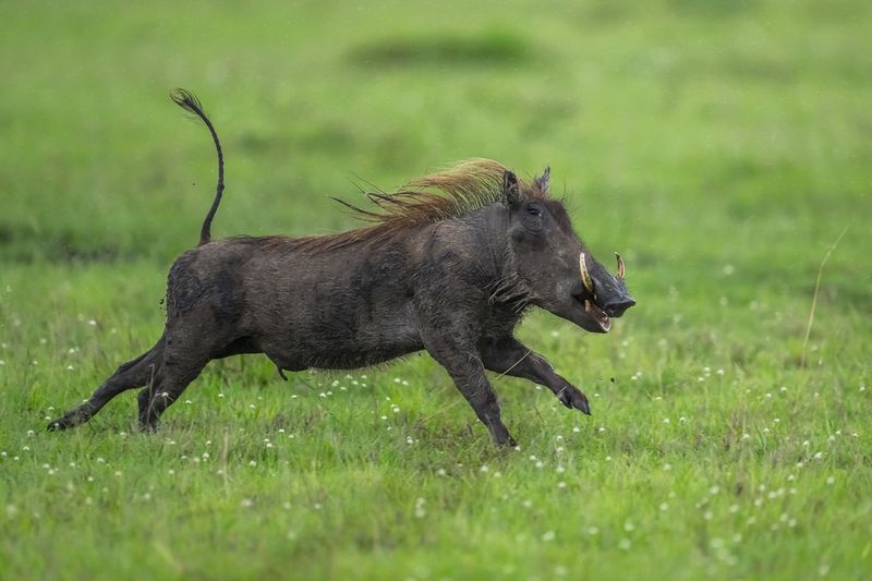 Warthogs: Speedy and Stabby