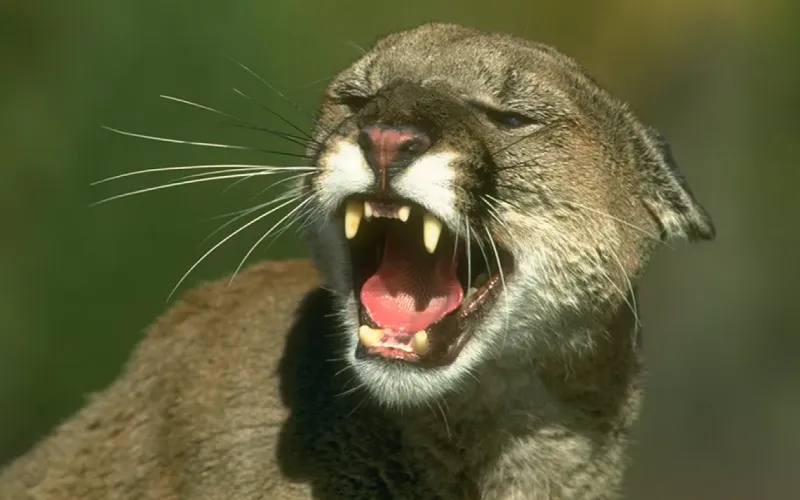 Washington's Wilderness Encounters