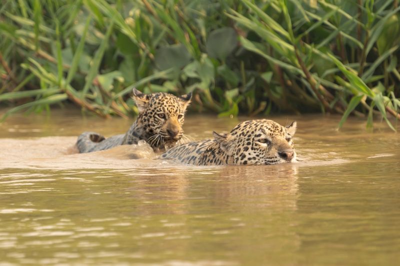 Water-Based Tactics