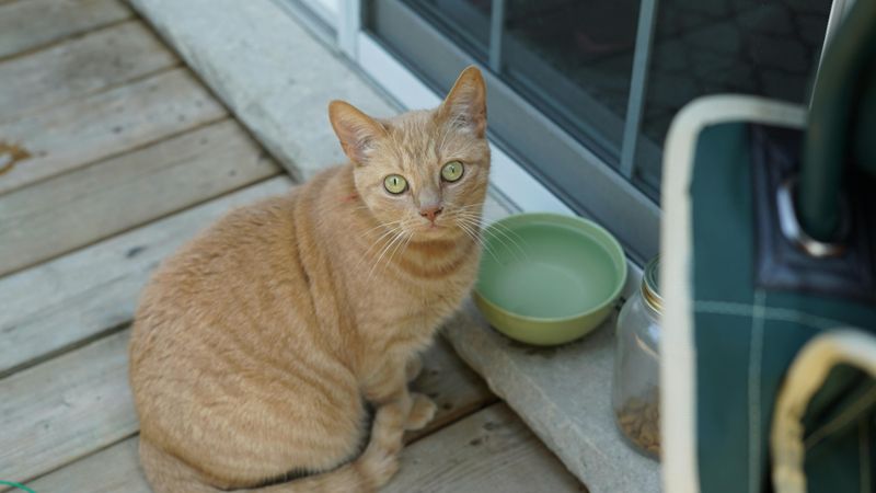Water Bowl Locations Near Food