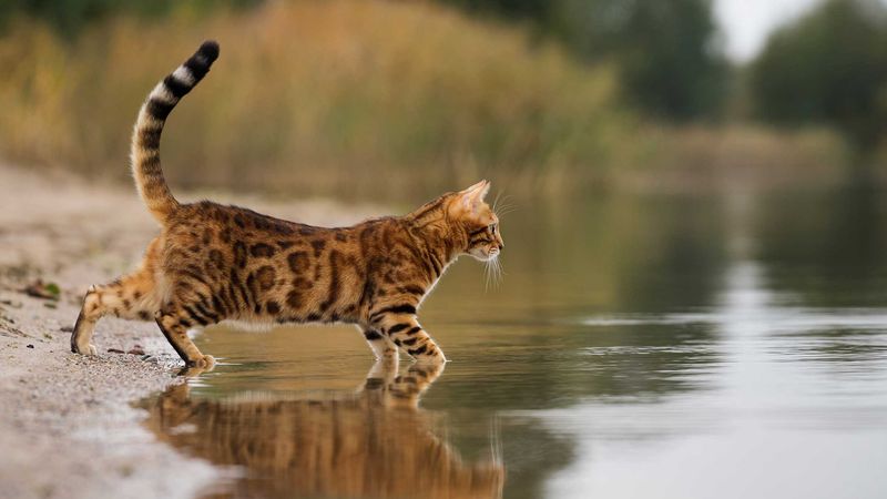 Water Lovers