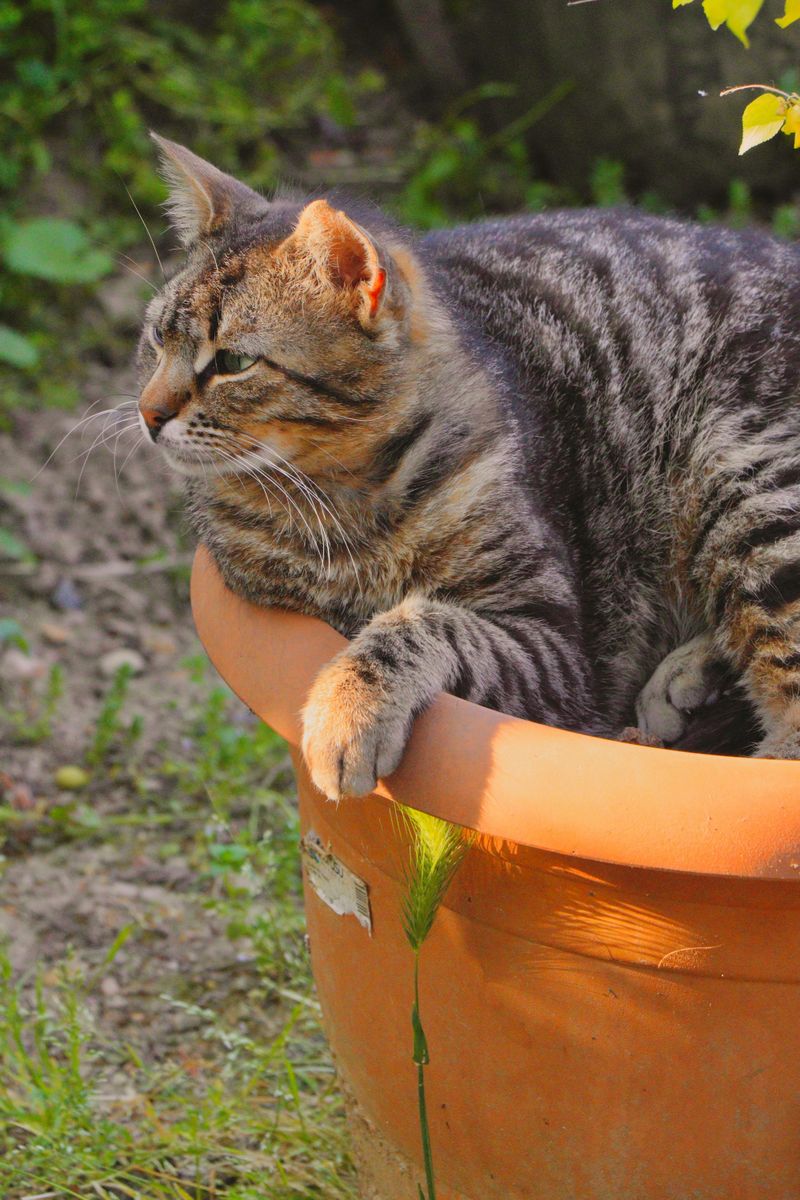 Weather Adaptation Strategies