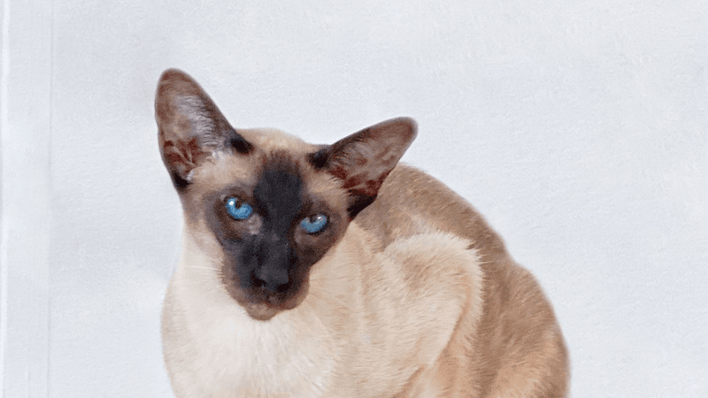 Wedgehead (Modern) Siamese