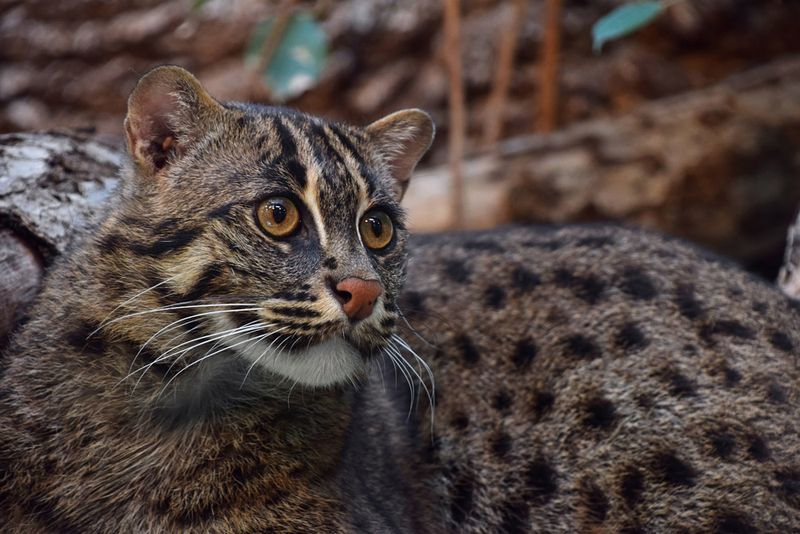 Wetland Guardians Under Threat