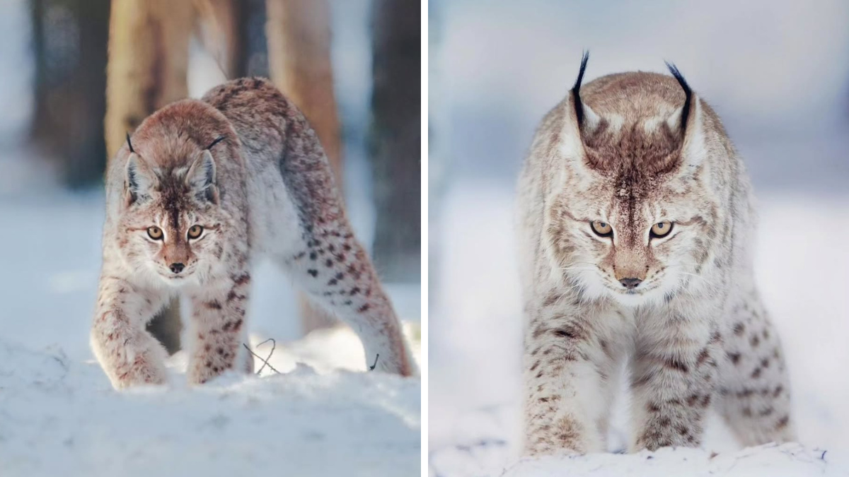 What Makes Lynx Cats So Unique Their Evolution, Traits, and Ongoing Fight for Protection