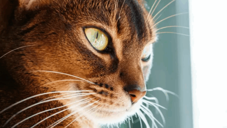 What Your Favorite Cat Breed Says About You—and Why It’s Too Accurate to Ignore