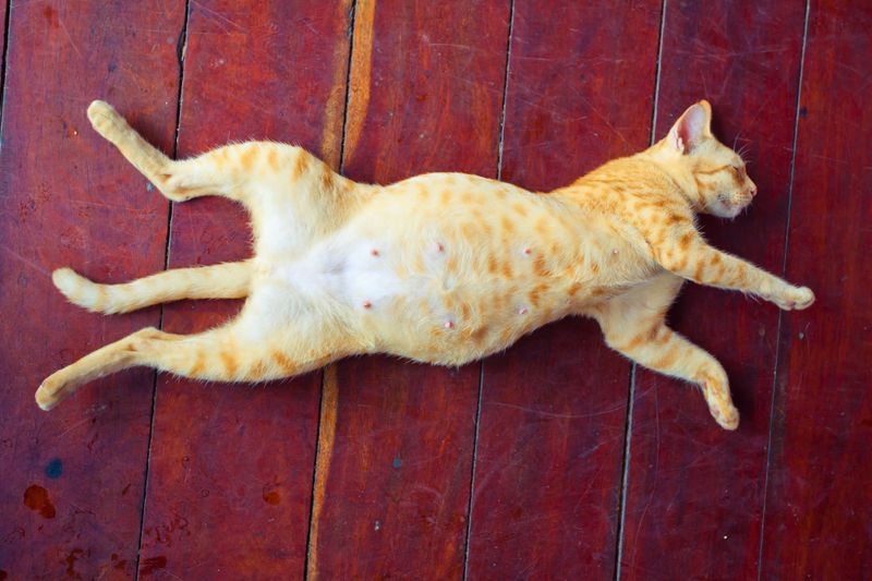 What’s the deal with cat nipples? Should my male cat have them?