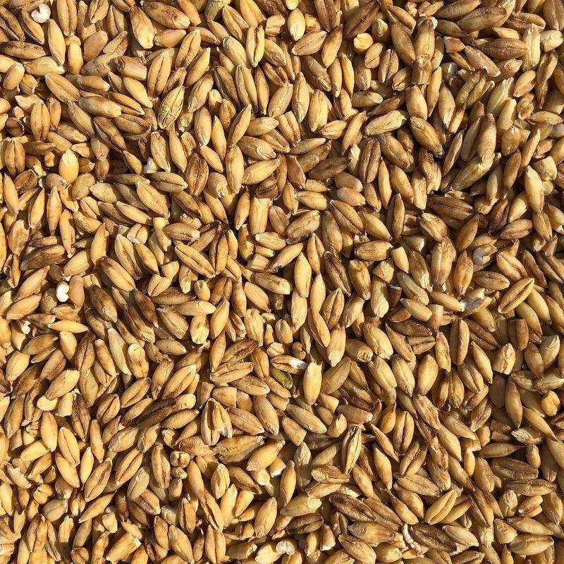 Wheat
