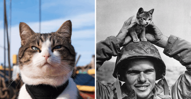 When Cats Had Careers 7 Real Jobs Our Feline Friends Once Proudly Held Throughout History