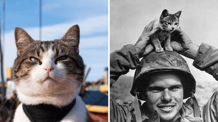 When Cats Had Careers: 7 Real Jobs Our Feline Friends Once Proudly Held Throughout History