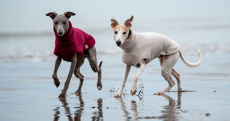 Whippet