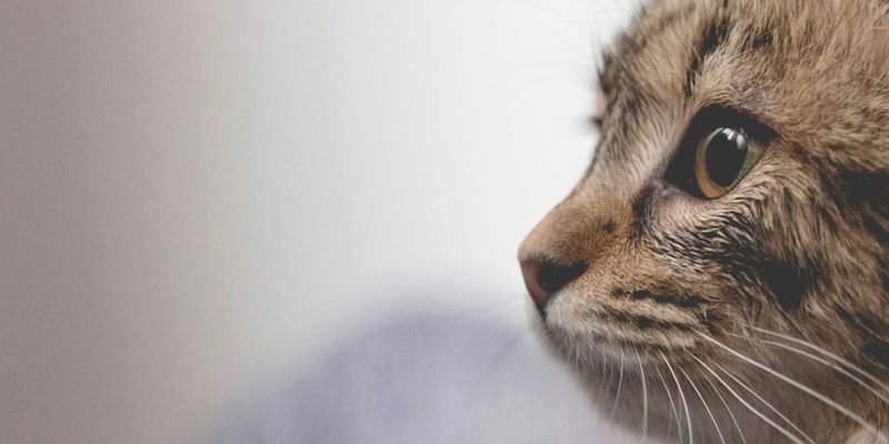 Whisker Position Discomfort