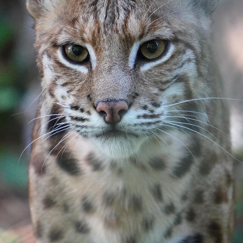 Whiskers That Function As Precision Tools
