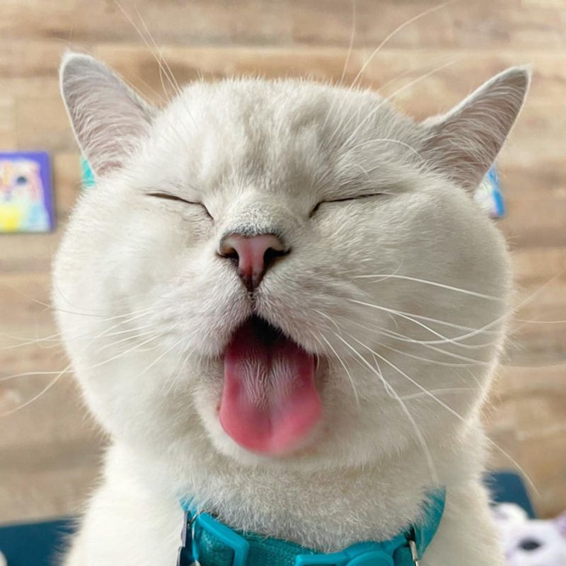 White Coffee Cat (@white_coffee_cat)