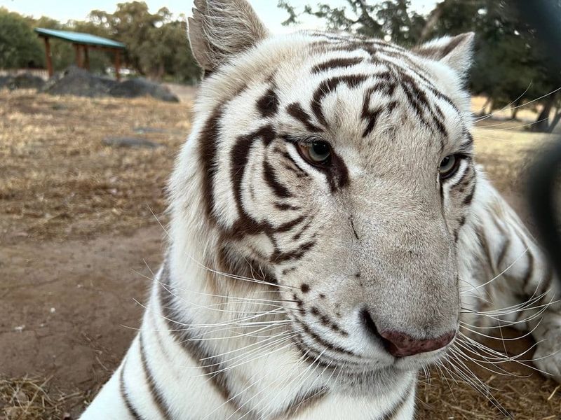 White Tigers Result From a Rare Genetic Mutation