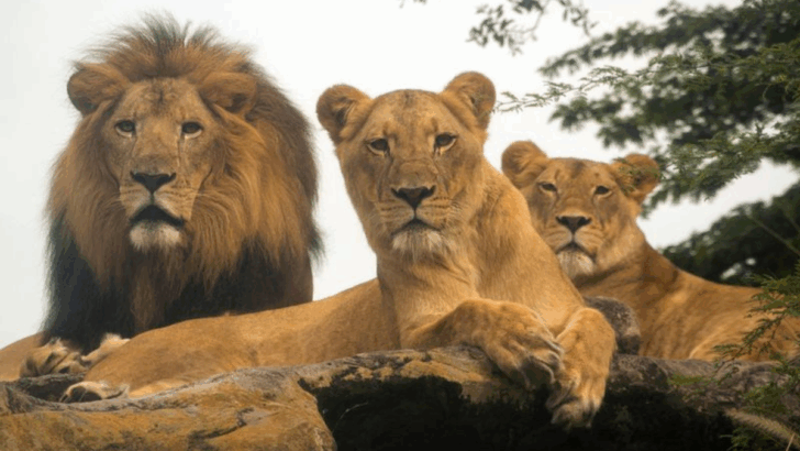 Why Big Cats Need Vast, Unbroken Territories to Hunt, Mate, and Survive in the Wild