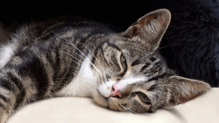 Why Cats Do These 10 Sweet Things—and What They Mean for Your Relationship