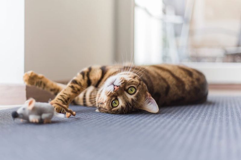 Why does my cat bring me 'gifts'?