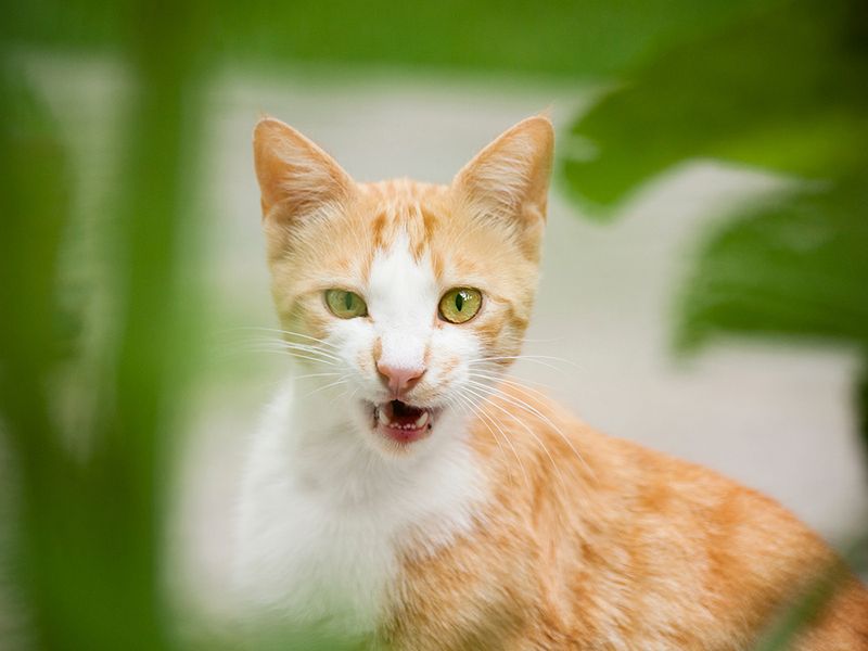 Why does my cat chatter at birds?