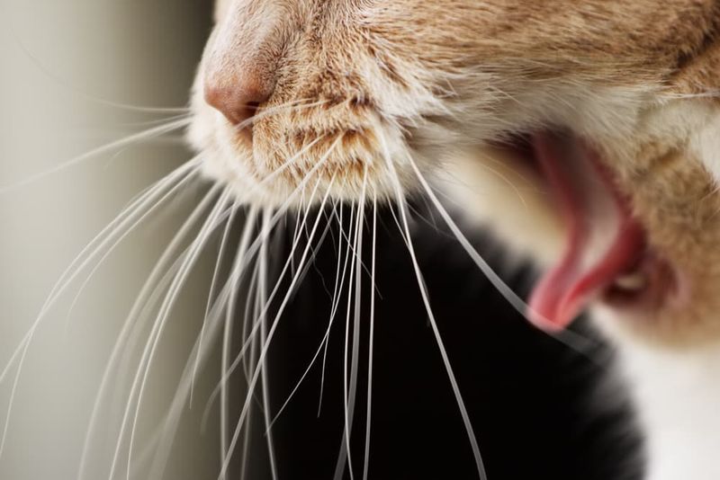 Why does my cat eat their own vomit?
