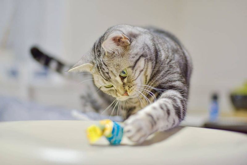 Why does my cat knock things over?