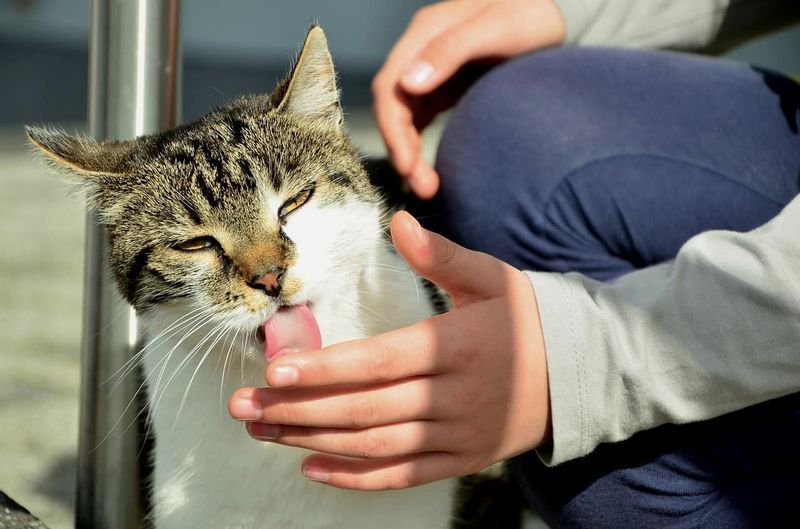 Why does my cat lick me?