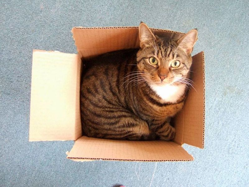 Why does my cat love boxes?