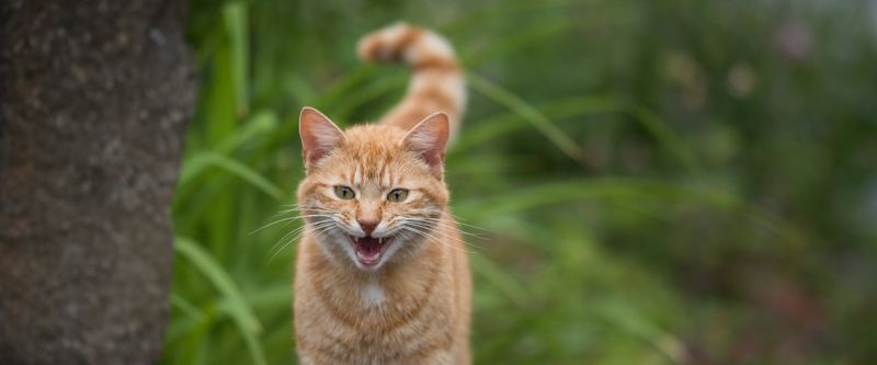 Why does my cat meow excessively?