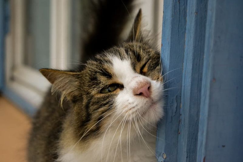 Why does my cat rub its head against everything?