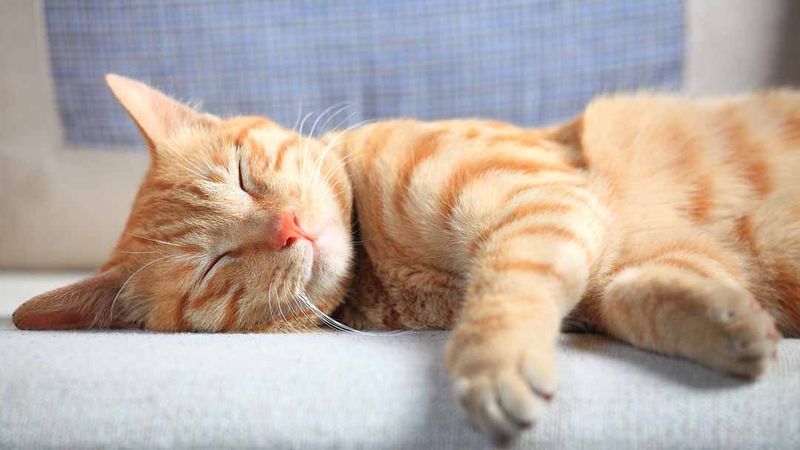 Why does my cat sleep so much?