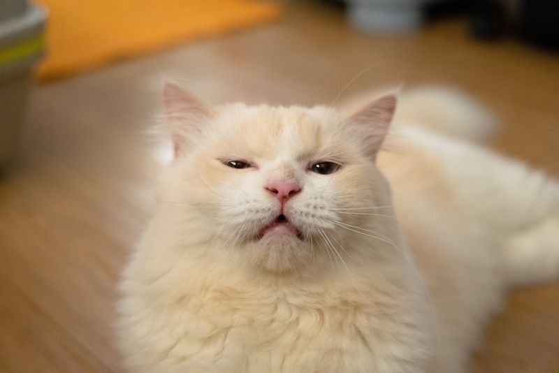 Why does my cat sniff other cats’ butts—or mine?