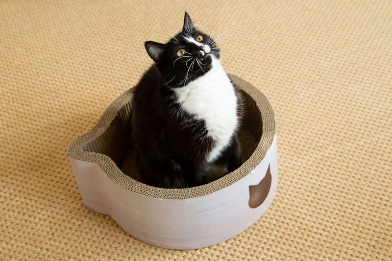 Why does my cat stare at me while pooping?