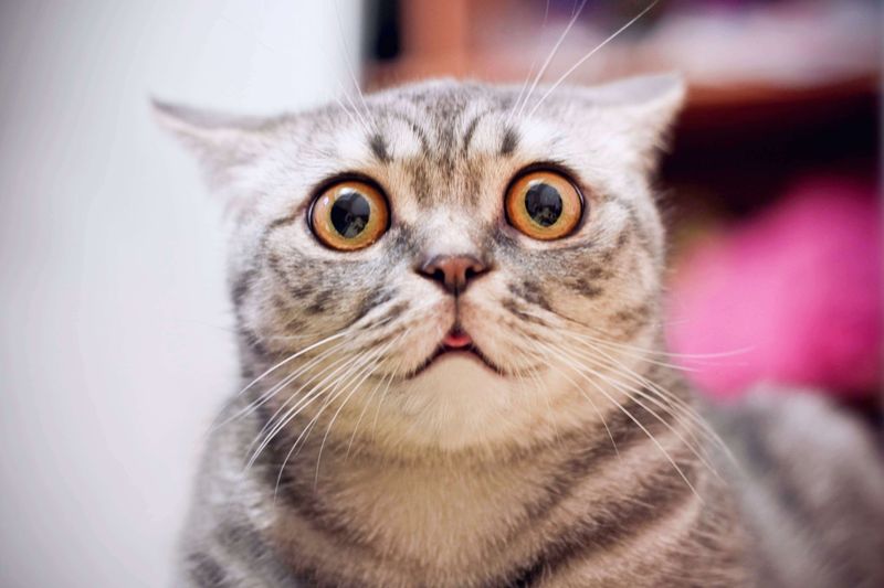 Why does my cat stare at me?