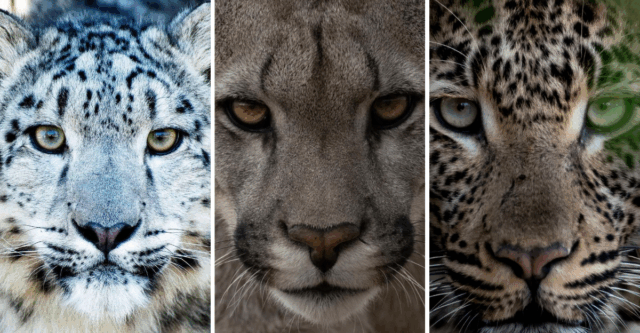 Wild Cat Eyes Like You’ve Never Seen A Mesmerizing Photo Journey Into the Intense Gaze of Nature’s Top Predators