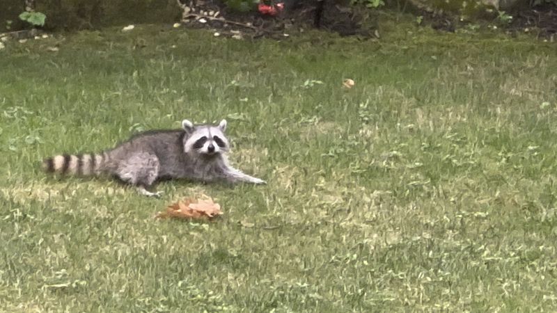 Wildlife Disruption