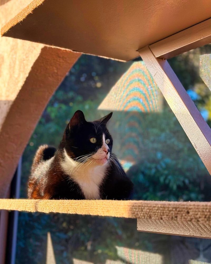 Window Access