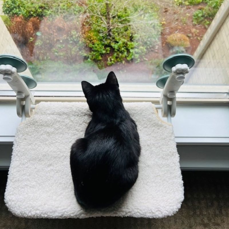 Window Bird Watching Station