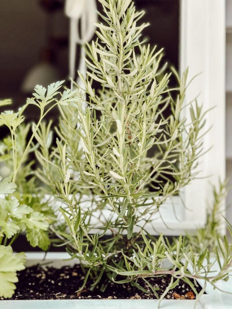 Window Herb Boxes