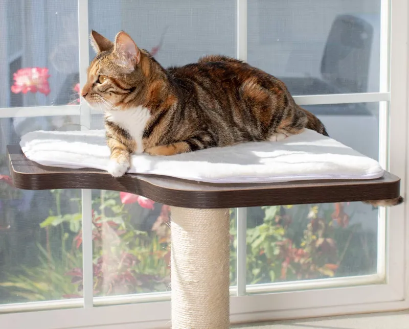 Window Views Satisfy Hunting Instincts